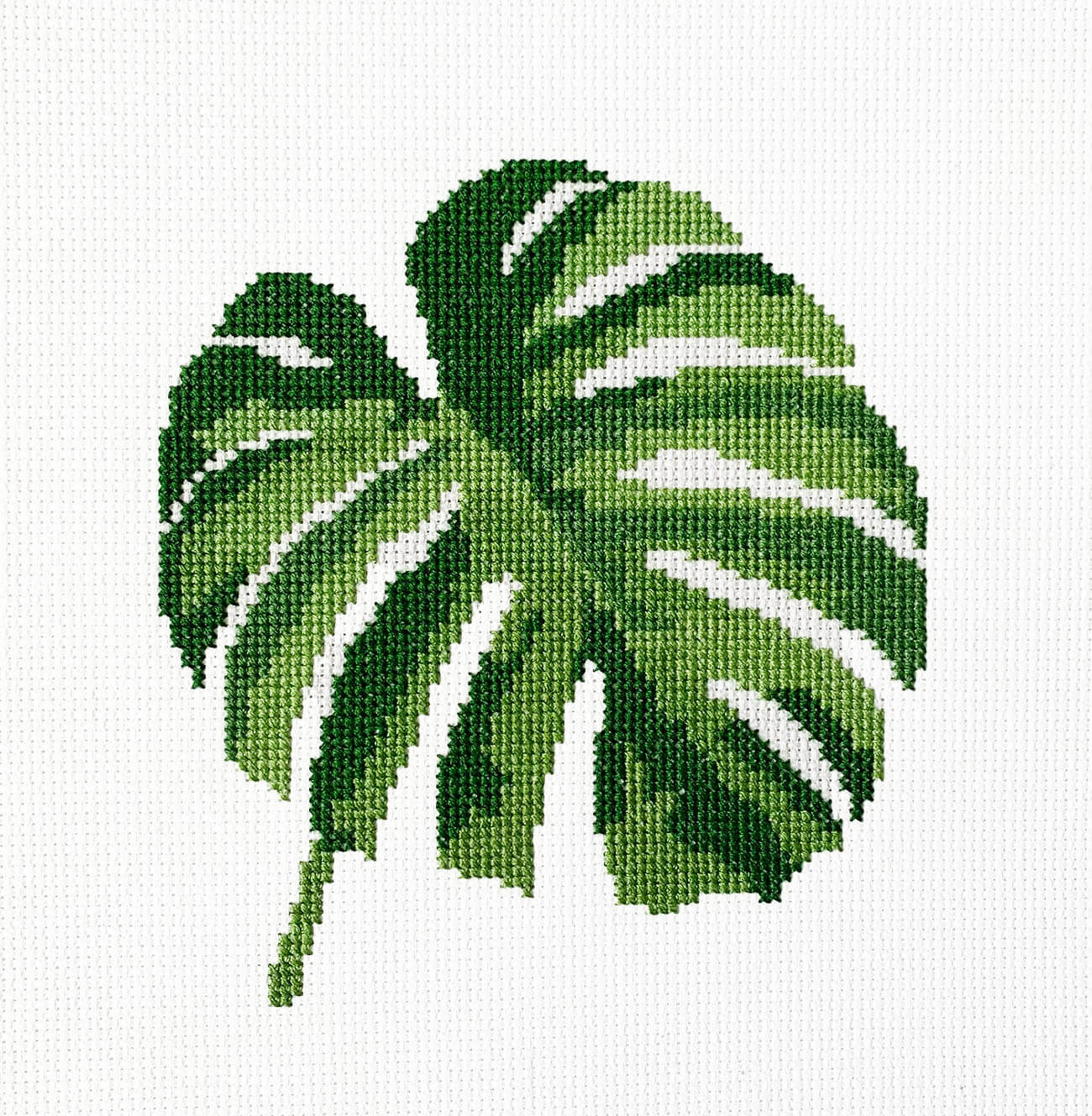 Monstera Digital Chart